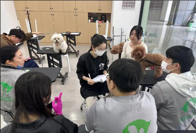 沧州市宠物美容宠物美容培训学校 - 方案